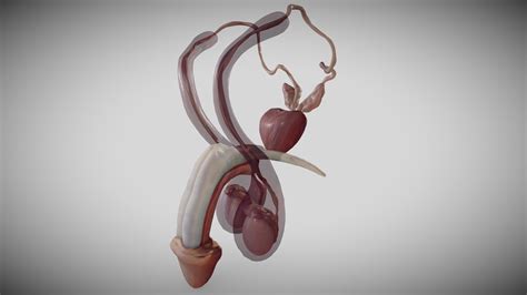 Male Reproductive System Buy Royalty Free 3d Model By Ebers B77f14e