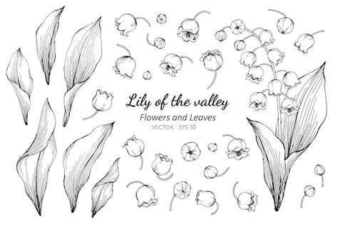 Premium Vector Collection Set Of Lily Of The Valley Flower A