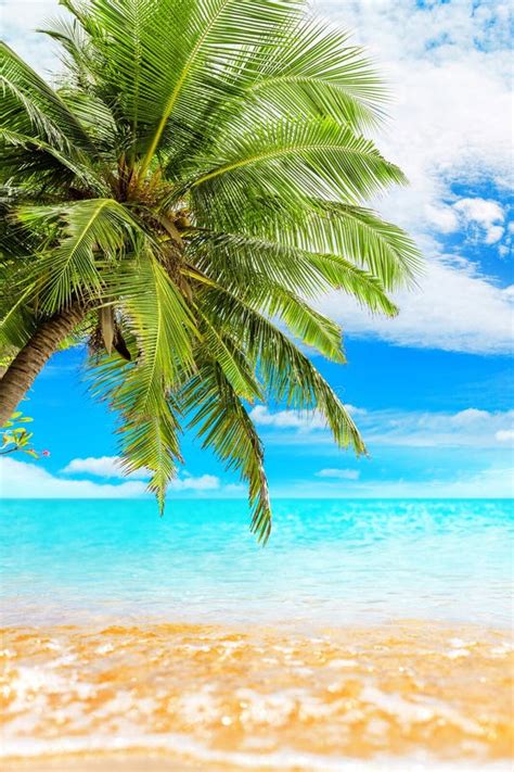 Tropical Island Paradise Beach Nature Blue Sea Wave Ocean Water Green Coconut Palm Tree