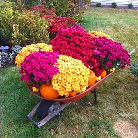 11 Breathtaking Mum Pictures Thatll Get You Crazy Excited For Fall