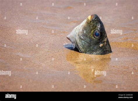 Fish Head Sticking Out Of The Sand Stock Photo Alamy