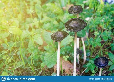 Infektion mit schwarzem pilz tritt tausendfach auf. Schwarzer Pilz Unter Dem Gras Im Wald, Falllandschaft ...