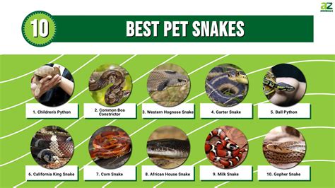10 Best Pet Snakes A Z Animals