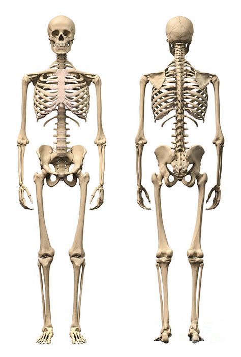 Anatomy Of Male Human Skeleton Front Digital Art By Leonello Calvetti