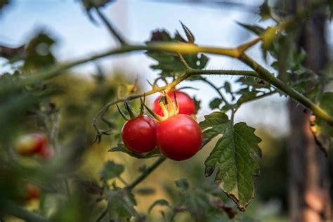 15 Different Types Of Tomato Plants With Pictures Yard Surfer