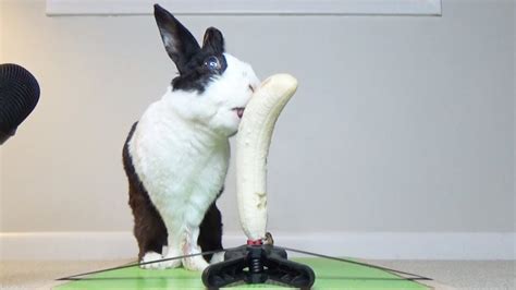Rabbit Eating Frozen Banana Asmr Youtube