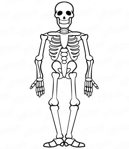 Cómo Dibujar Un Esqueleto Humano 】 Paso A Paso Muy Fácil 2024 Dibuja