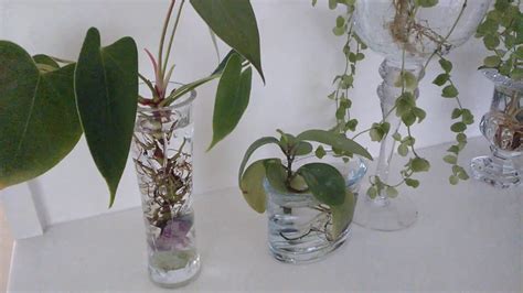 5 tanaman yang bisa ditanam di air, cocok untuk hiasan kamar. Aneka tanaman yg bisa hidup di air - YouTube