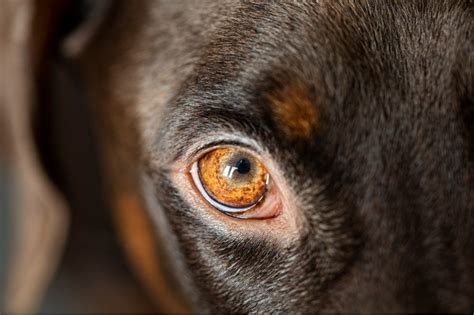 How Many Eyelids Do Dogs Have Vet Approved Facts Pet Keen