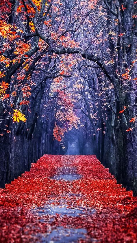 Gallery Of Autumn Leaves In Frost Wallpapers And Images Full Screen
