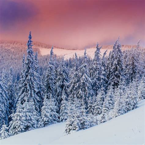 Magical Winter Snow Covered Tree Stock Image Image Of Dawn Frost