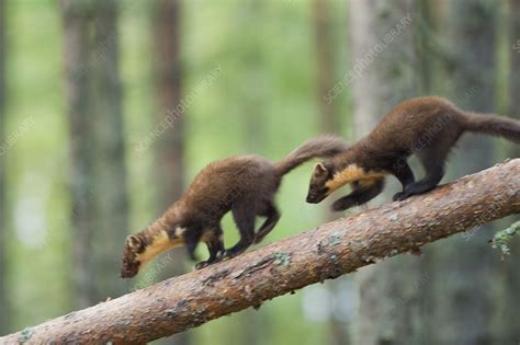 Pine Marten Kits Running Along Branch Stock Image C0413890