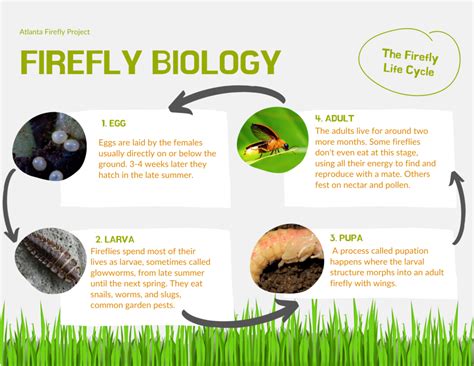 Atlanta Firefly Project Ecoreach Odum School Of Ecology