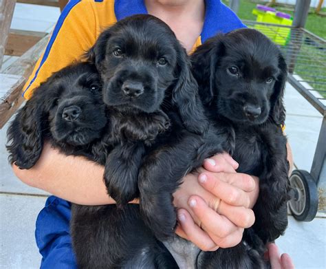 Bellbrook Puppies 🐾 Cocker Spaniels Responsible Breeder In Queensland