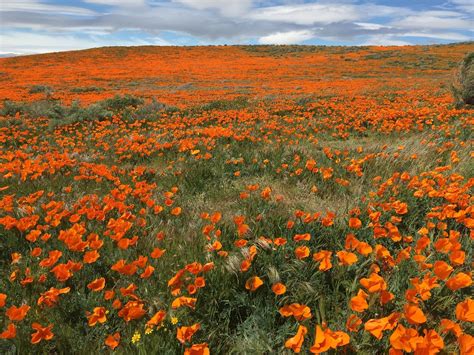 Where To See The Best Wildflower Shows Around Los Angeles La Times