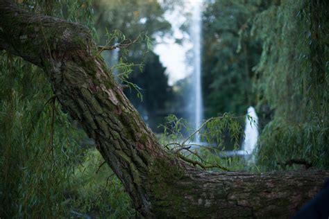 Free Images Landscape Nature Waterfall Wilderness Branch