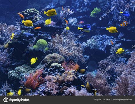 Arrecife De Coral En Acuario Tropical — Foto De Stock © Ewastudio