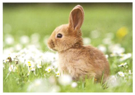 Cute Little Bunny Profile Cute Bunny Pictures Cute Baby Animals