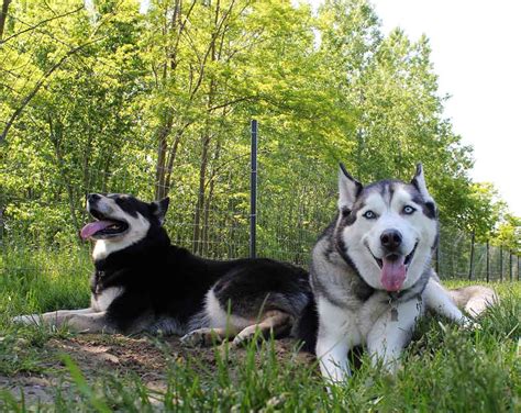 Breed Breakdown Siberian Husky Pet Naturals Blog