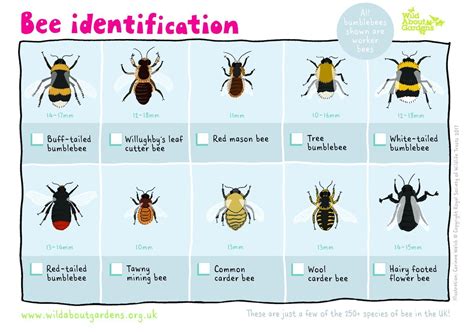 Wasps Bees Id Guide Spring To Early Summer We Get Calls For Wasps But Often They Are Bees