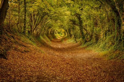 Halnaker Tunnel Of Trees Best Photo Spots
