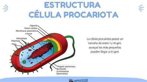 Estructura Y Funcion De La Celula Procariota Y Eucari