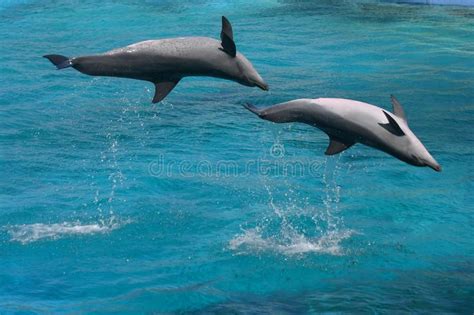Bottlenose Dolphins Two Jumping Picture Image 8038953