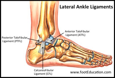 Visión general de los ligamentos del pie y del tobillo Historia Online