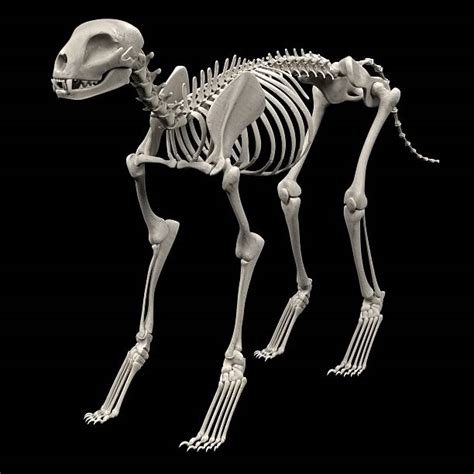Cat Skeleton Stock Photos Pictures And Royalty Free Images Istock
