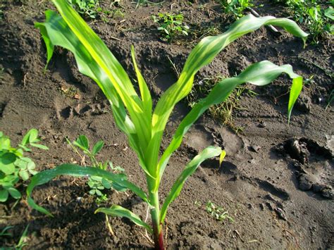 Tanaman jagung mempunyai akar serat yang terdiri dari akar untuk kehidupan manusia atau hewan, jagung merupakan makanan pokok kedua setelah beras, produksi. PENYAKIT BULAI PADA JAGUNG DAN PENGENDALIANNYA | Pertanian