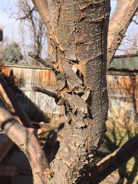 Crabapple Tree Has Peeling Bark Witha White Powdery Substance