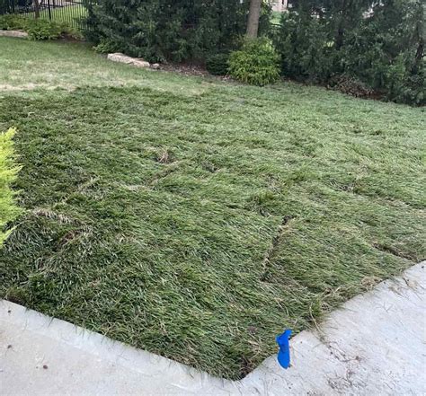 How Often To Water New Sod Tips To Care For New Turf ⋆ Love Our Real Life