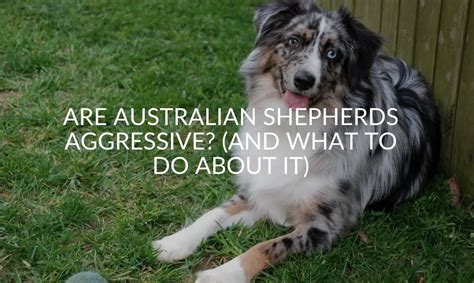 Are Australian Shepherds Aggressive And What To Do About It