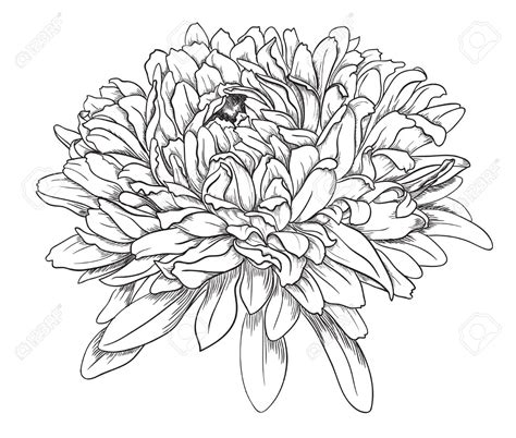 Chrysanthemum Drawing At Getdrawings Free Download