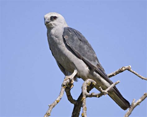 El puente hacia el oceano, green marquette stamp, we are the 99%. Mississippi Kite | Audubon Field Guide