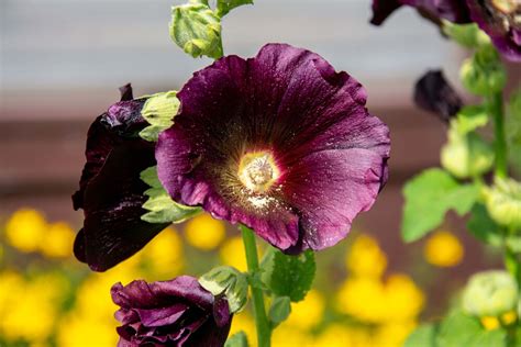 How To Grow And Care For Hollyhocks Muddy River News
