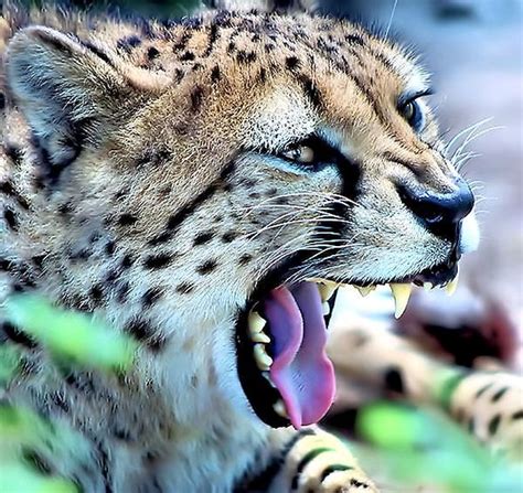 Cheetah Yawn by James Stough | Yawning, Cheetah, Animals