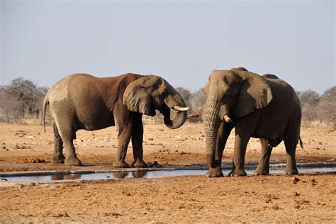 Elefanten Foto And Bild Tiere Wildlife Säugetiere Bilder Auf