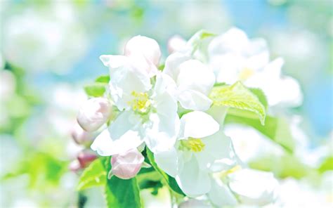 Download Flowers White Wallpaper 2560x1600 Wallpoper 424623