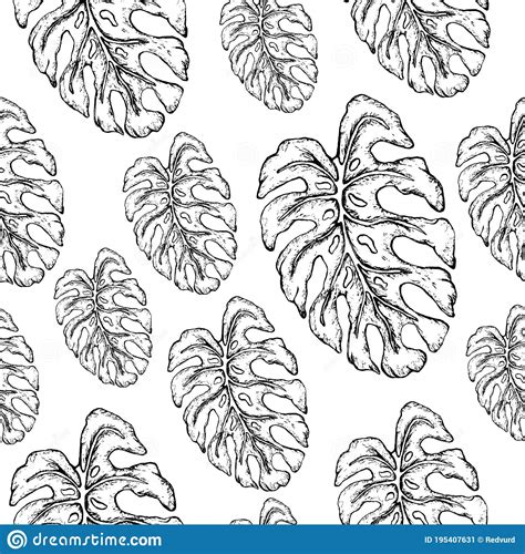 Botanical Seamless Pattern Monochrome Monstera Leaf Realistic