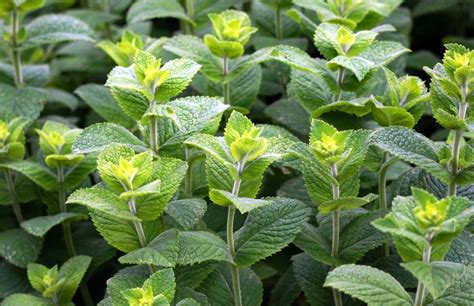 Peppermint Essential Oil Benefits Peppermint For Digestion