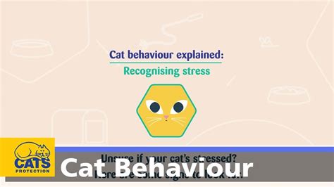 Recognising Stress In Your Cat Cat Behaviour Explained Ep2 Youtube