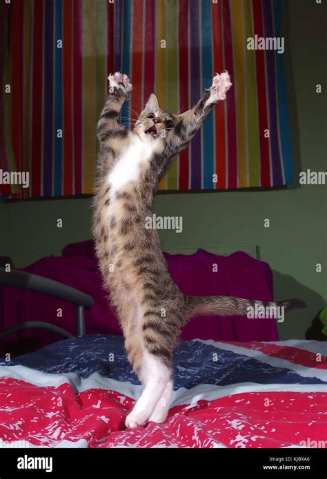 Tabby Kitten Jumping On Bed Stock Photo Alamy