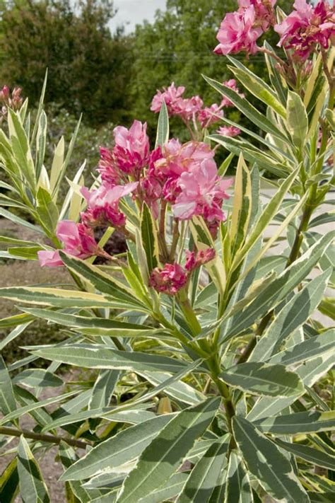 Twist Of Pink™ Variegated Oleander Southern Living Plants