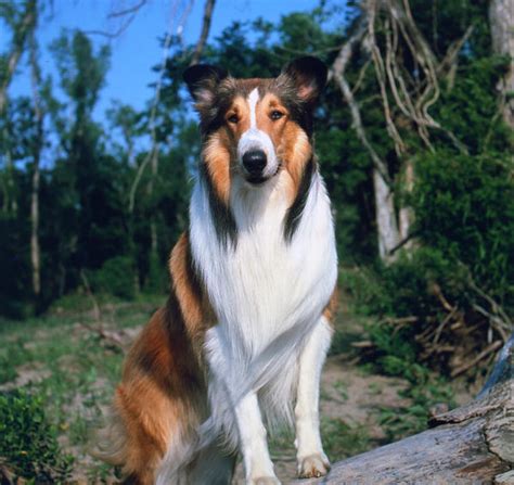 Lista 96 Imagen De Fondo Que Raza Es El Perro Lassie Mirada Tensa