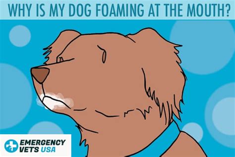 Why Your Dog Is Foaming At The Mouth And What To Do About It — Naive Pets