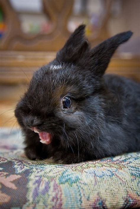 Amazing Creatures Cute Bunny Pictures That Will Make You