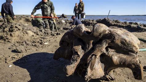 The Well Preserved Remains Of A Woolly Mammoth Have Been Discovered In Russia