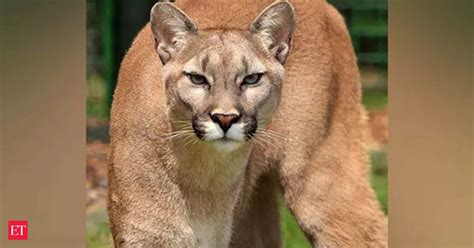 Cougar Attack 8 Year Old Boy Survives Cougar Attack At Olympic
