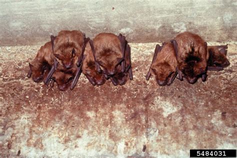 Going Battywhat To Do About Bats In Your Belfry Home And Garden Information Center